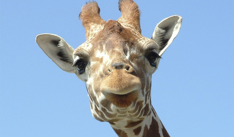 A polêmica das girafas diabólicas